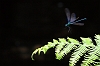 IMG_7349_Beautiful_Demoiselle_landing